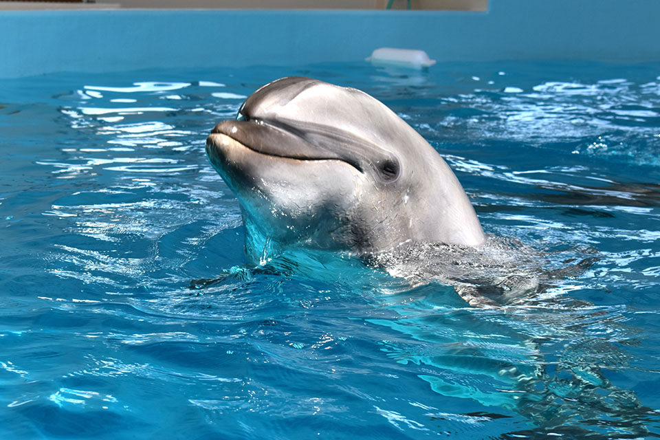 ノアドルフィンドーム