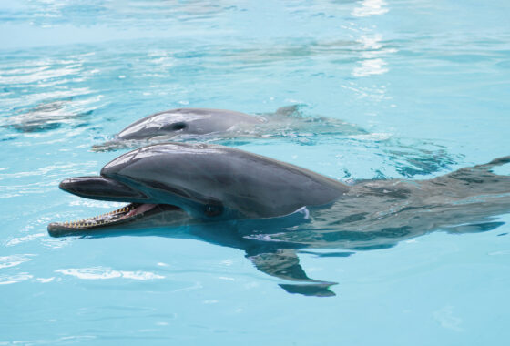 【公式サイト限定】ノアドルフィンドーム入館料無料＆優待券付き宿泊プラン