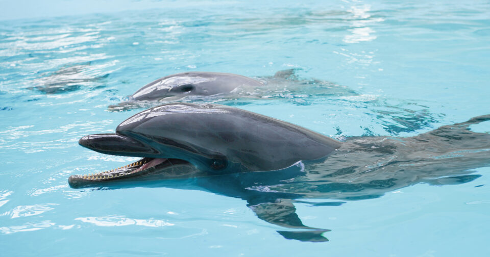 【公式サイト限定】ノアドルフィンドーム入館料無料＆優待券付き宿泊プラン